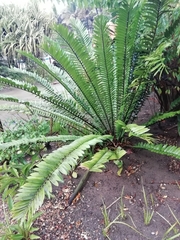 Encephalartos