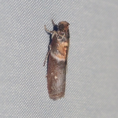 Ptyomaxia swinhoeella