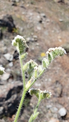 Cryptantha muricata denticulata