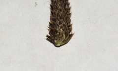Carex dipsacea