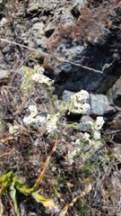 Cryptantha muricata denticulata