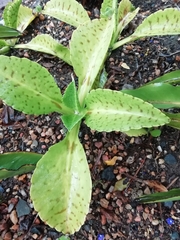 Kalanchoe gastonis-bonnieri