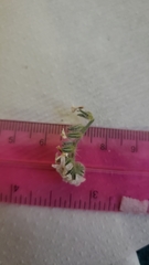 Cryptantha muricata denticulata