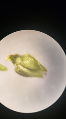 Cryptantha muricata denticulata