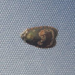 Cnesteboda celligera