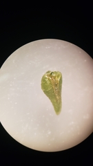 Cryptantha muricata denticulata