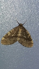 Operophtera occidentalis