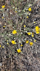 Eriophyllum lanatum achilleoides