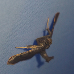 Hypsopygia pelasgalis