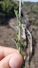 Eriophyllum lanatum achilleoides