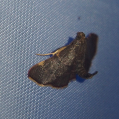 Hypsopygia pelasgalis
