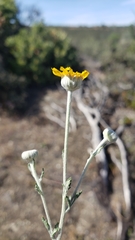 Eriophyllum lanatum achilleoides
