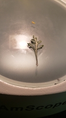 Eriophyllum lanatum achilleoides