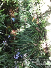 Carex sociata