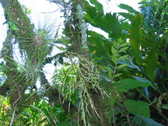 Tillandsia filifolia