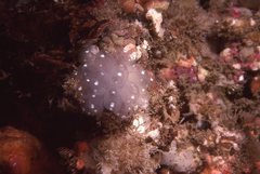 Clavelina pseudobaudinensis