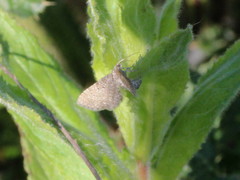 Eupithecia satyrata