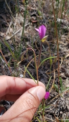 Clarkia gracilis gracilis