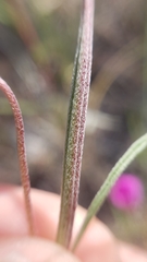 Clarkia gracilis gracilis