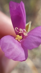 Clarkia gracilis gracilis