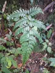 Athyrium erythropodum