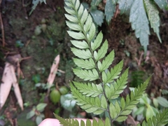 Athyrium erythropodum