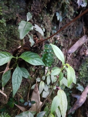 Athyrium erythropodum