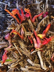Rumex longifolius