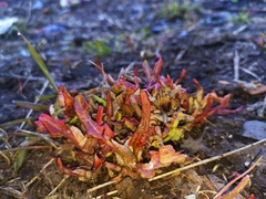 Rumex longifolius