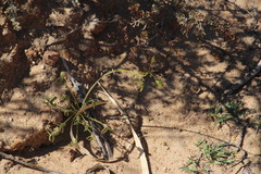 Oxalis pes-caprae pes-caprae