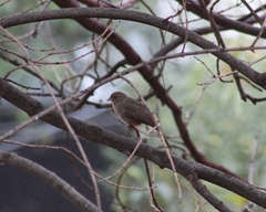 Melozone fusca