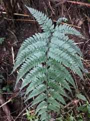 Athyrium clivicola