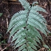 Athyrium clivicola - Photo (c) whit_kuo, μερικά δικαιώματα διατηρούνται (CC BY-NC), uploaded by whit_kuo