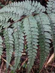 Athyrium clivicola