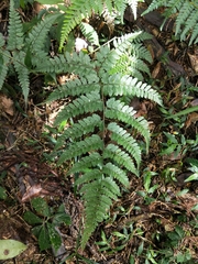 Athyrium clivicola