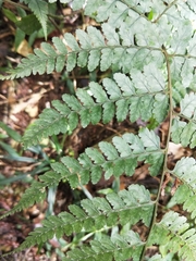 Athyrium clivicola