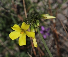 Oxalis pes-caprae pes-caprae