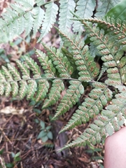 Athyrium clivicola