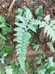 Athyrium arisanense