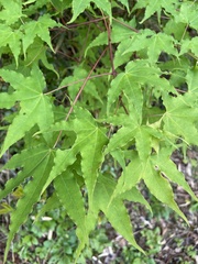 Acer pictum