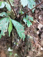 Athyrium arisanense
