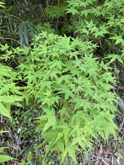 Acer pictum