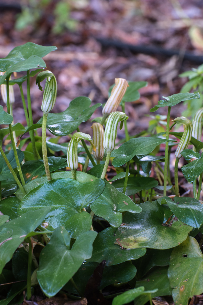 Arisarum