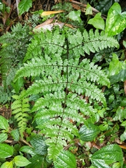 Cornopteris banajaoensis