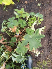 Pelargonium hispidum