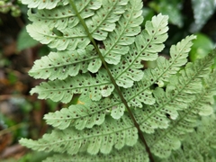 Cornopteris banajaoensis