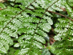 Cornopteris banajaoensis