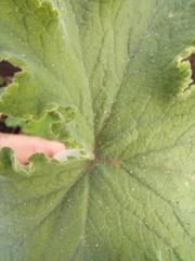 Pelargonium hispidum