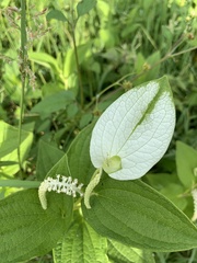 Saururus chinensis