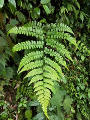 Diplazium kawakamii